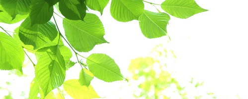 �R���u�`���N�����Y KOMBUCHA CLEANSE�̔��T�C�g��